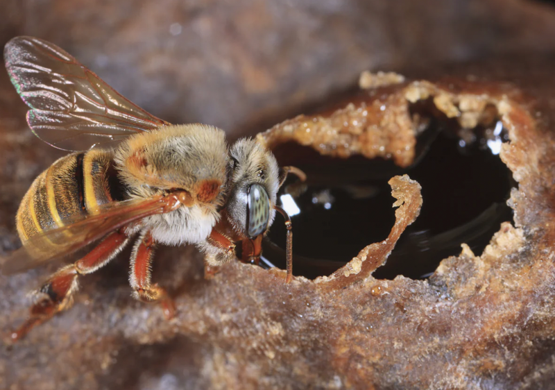 Mayan Tradition of Stingless Bees